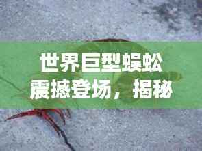 世界巨型蜈蚣震撼登场,揭秘体型排名与力量展现!