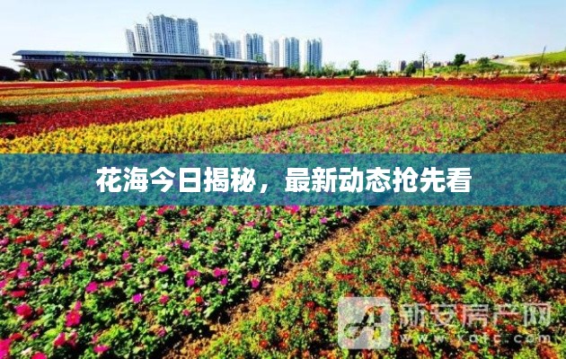 花海今日揭秘,最新动态抢先看
